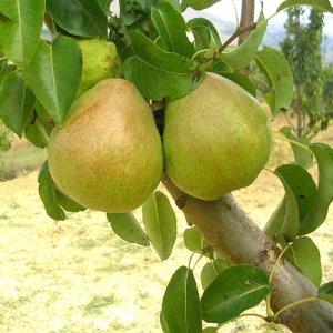 Hruška obyčajná (Pyrus Communis) ´DECANA´, výška 200-250 cm, obvod kmeňa: 6/8 cm, kont. C9L - kvetináčová